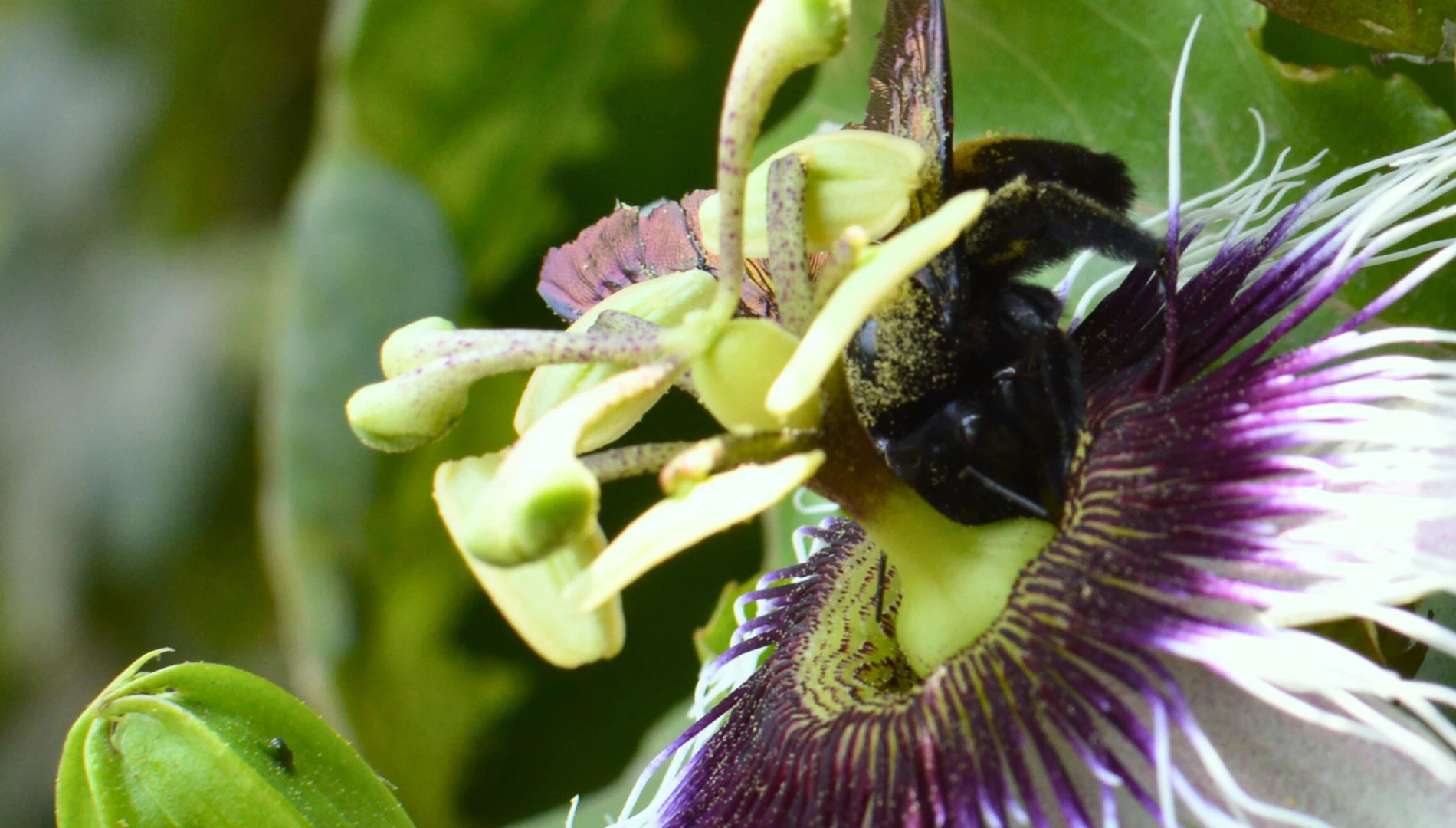 control biologico cmbio sac